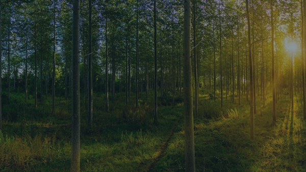 A forest with the sun setting in the background